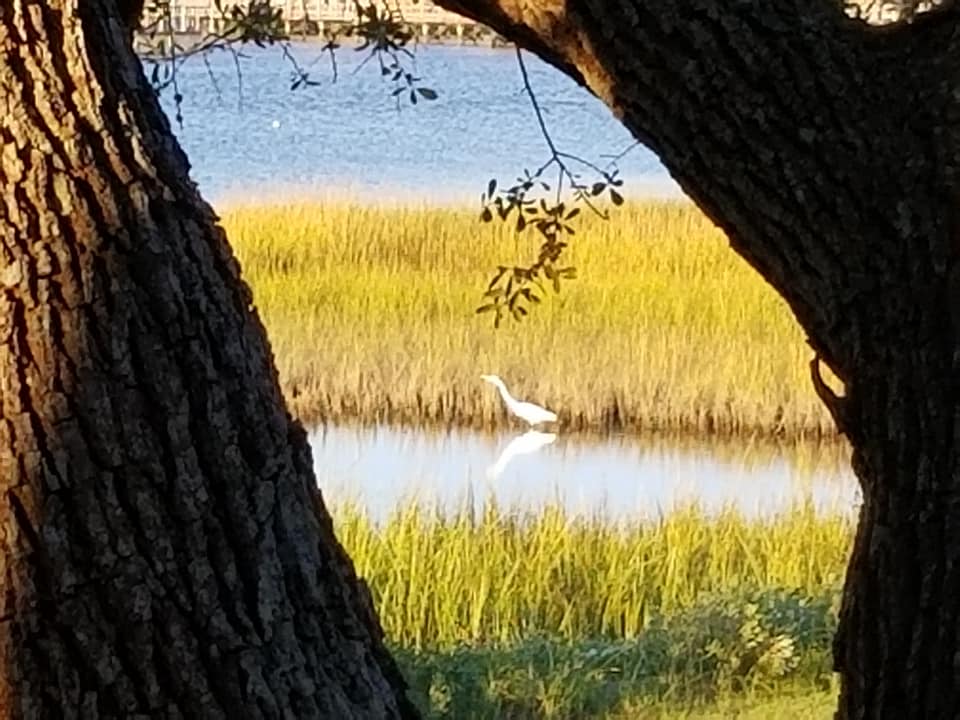 crane in the Holden Beach marsh
