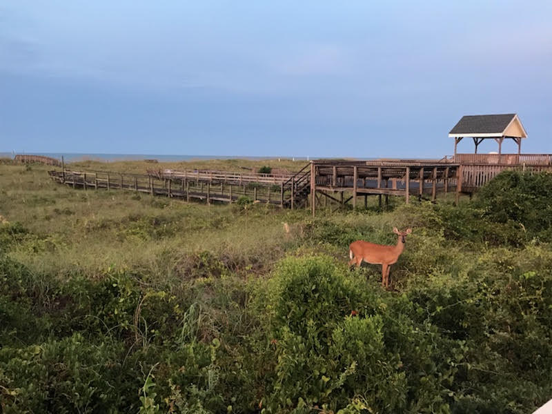 deer on Holden Beach